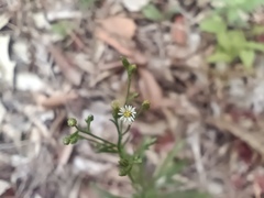 Erigeron canadensis pusillus
