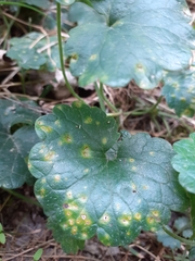 Puccinia glechomatis