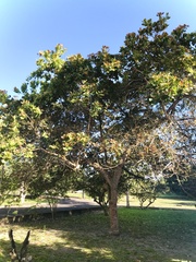 Anacardium occidentale