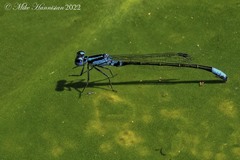 Ischnura kellicotti