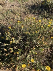 Grindelia squarrosa