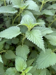 Urtica dioica dioica