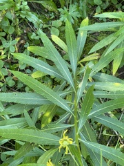 Senecio bigelovii