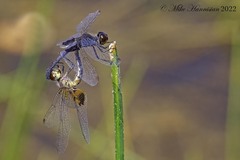 Celithemis martha