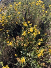 Grindelia squarrosa