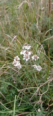 Achillea ptarmica