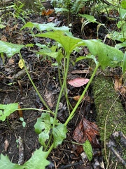 Arnoglossum atriplicifolium