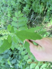 Chenopodium berlandieri