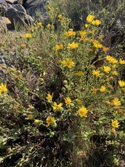 Grindelia squarrosa