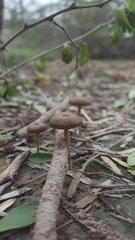 Deconica