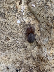 Amaurobius