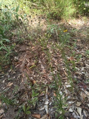 Erigeron canadensis pusillus