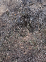 Cistus monspeliensis