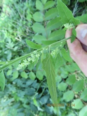Chenopodium berlandieri