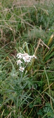 Achillea ptarmica