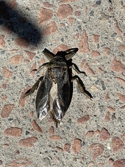 Lethocerus americanus