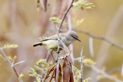 Eremomela icteropygialis
