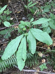 Oemleria cerasiformis