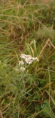 Achillea ptarmica