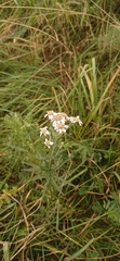 Achillea ptarmica