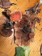 Hydnellum aurantiacum