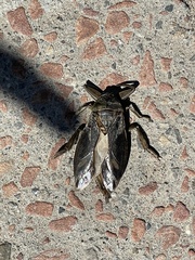 Lethocerus americanus