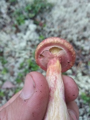 Suillus asiaticus