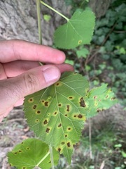 Cercospora
