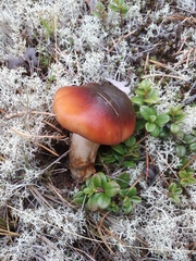 Cortinarius mucosus