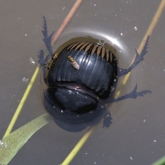 Dichotomius carolinus
