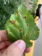 Cercospora