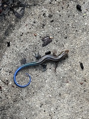 Plestiodon inexpectatus