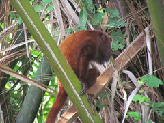 Alouatta seniculus
