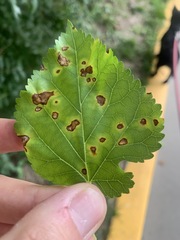 Cercospora