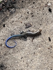 Plestiodon inexpectatus