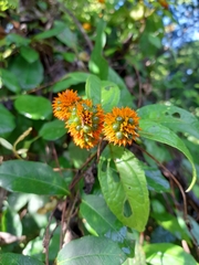 Tilesia baccata