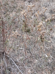 Cistus monspeliensis