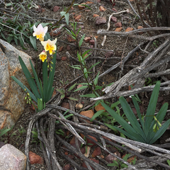 Freesia occidentalis