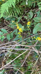 Solidago caesia