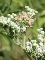 Synchlora