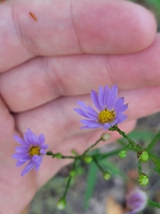 Symphyotrichum oolentangiense