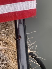 Crematogaster pilosa