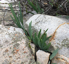 Freesia occidentalis