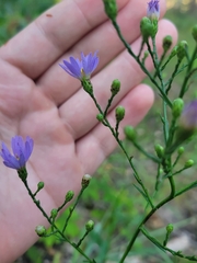 Symphyotrichum oolentangiense