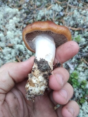 Cortinarius mucosus