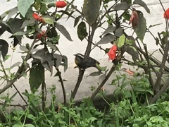 Coereba flaveola
