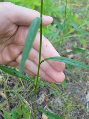 Symphyotrichum oolentangiense