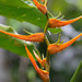 Helicônia-Asa-de-Arara - Photo (c) Rich Kostecke, alguns direitos reservados (CC BY-NC), uploaded by Rich Kostecke