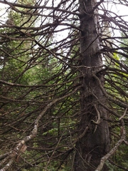 Abies sibirica