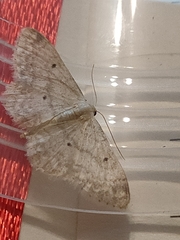 Idaea biselata